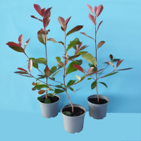 3 photinia m15 (R)